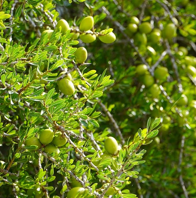 Argan Oil - By EIR Argan Oil of Morocco - Argan Oils for Hair, Face, Body and Skin - Moroccan Hair Oil Hair Growth (8oz)