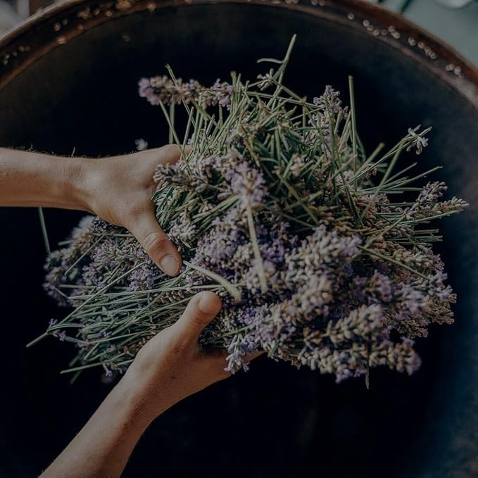 Alpine Provisions Natural Lavender + Juniper Body Wash – Hydrating Cleanser for Dry and Oily Skin with Jojoba & Coconut Oil Extracts – Vegan, Sulfate-Free, Plastic-Free - 16.9 fl oz