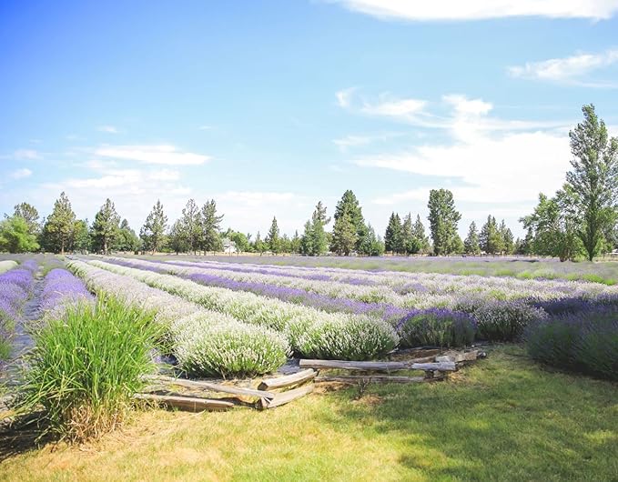 Victoria's Lavender Aromatherapy Body Mist